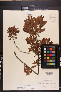 Myrica cerifera image