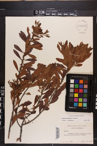 Myrica cerifera image