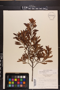 Myrica cerifera image