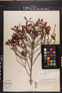 Myrica cerifera image