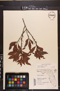 Myrica cerifera image