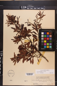 Myrica cerifera image