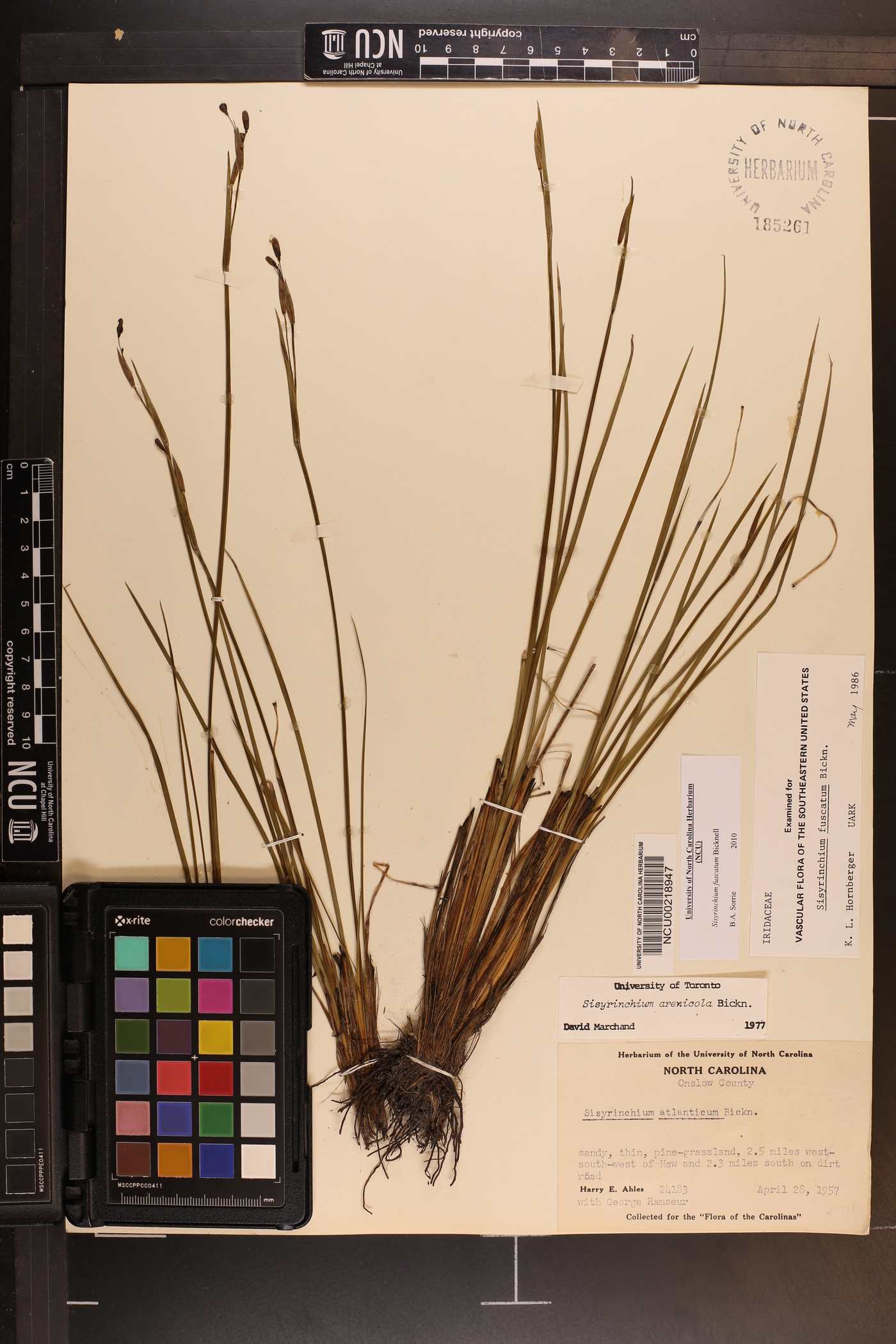 Sisyrinchium fuscatum image
