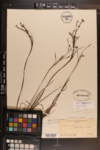 Sisyrinchium fuscatum image