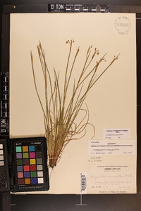 Sisyrinchium mucronatum image