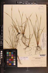 Sisyrinchium mucronatum image