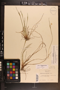 Sisyrinchium mucronatum image