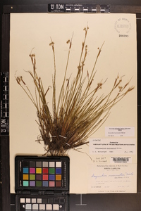 Sisyrinchium mucronatum image