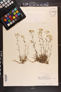 Draba ramosissima image