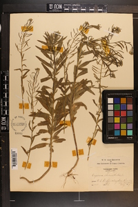 Erysimum cheiranthoides image