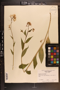 Hesperis matronalis image