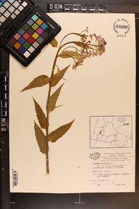 Hesperis matronalis image