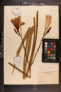 Hemerocallis fulva image