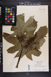 Ricinus communis image