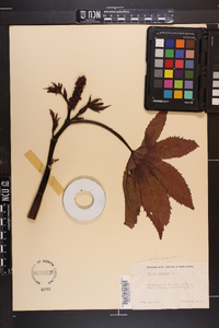 Ricinus communis image