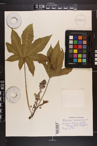 Ricinus communis image