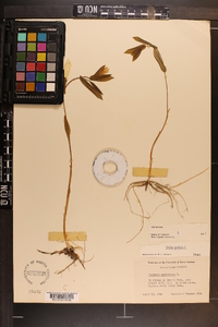 Uvularia perfoliata image