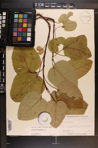 Populus heterophylla image