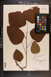 Populus heterophylla image