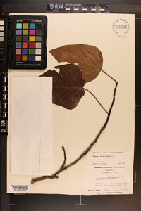 Populus heterophylla image