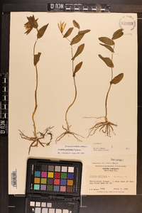 Uvularia perfoliata image