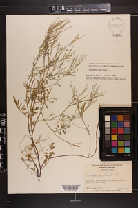 Cardamine parviflora image