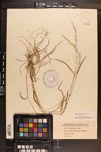 Poa sylvestris image