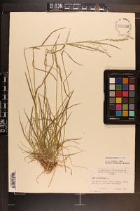 Poa sylvestris image