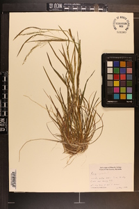 Poa sylvestris image