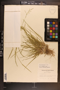 Poa sylvestris image