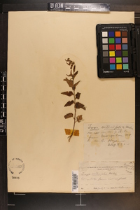 Tragia urticifolia image
