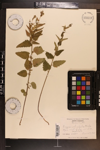 Tragia urticifolia image