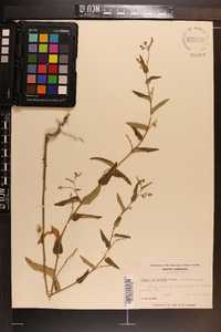 Tragia urticifolia image