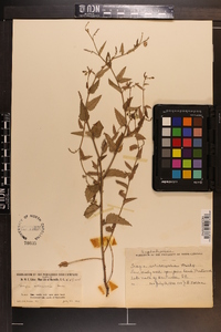 Tragia urticifolia image