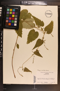 Tragia cordata image