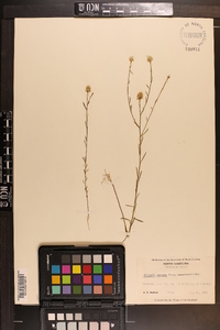 Polygala mariana image