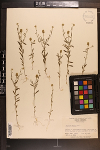 Polygala mariana image