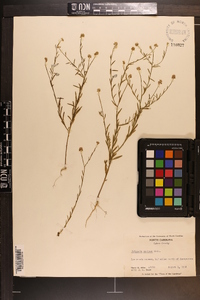 Polygala mariana image