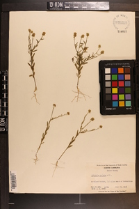 Polygala mariana image