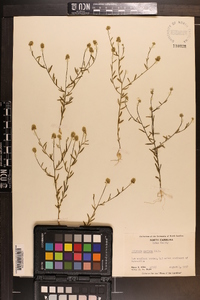 Polygala mariana image