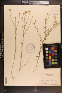 Polygala mariana image