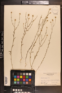 Polygala mariana image