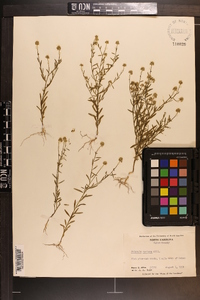 Polygala mariana image