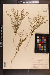 Polygala mariana image