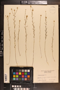 Polygala mariana image