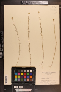 Polygala mariana image