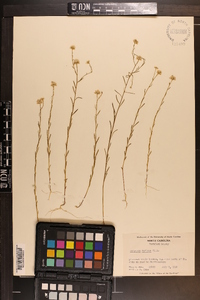 Polygala mariana image