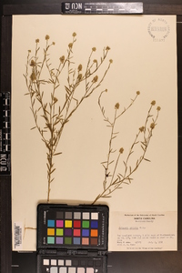 Polygala mariana image