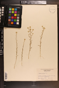 Polygala mariana image