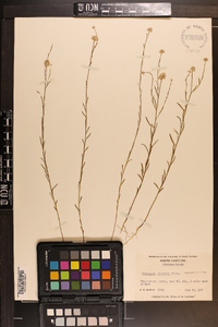 Polygala mariana image